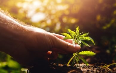 medical marijuana blog img 1