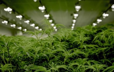 medical marijuana blog img 5