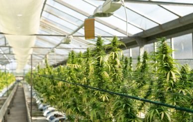 medical marijuana blog img 7