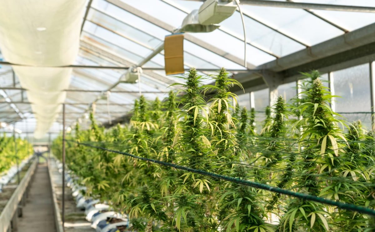 medical marijuana blog img 7