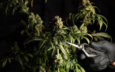 medical marijuana blog img 9