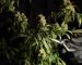 medical marijuana blog img 9
