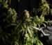 medical marijuana blog img 9