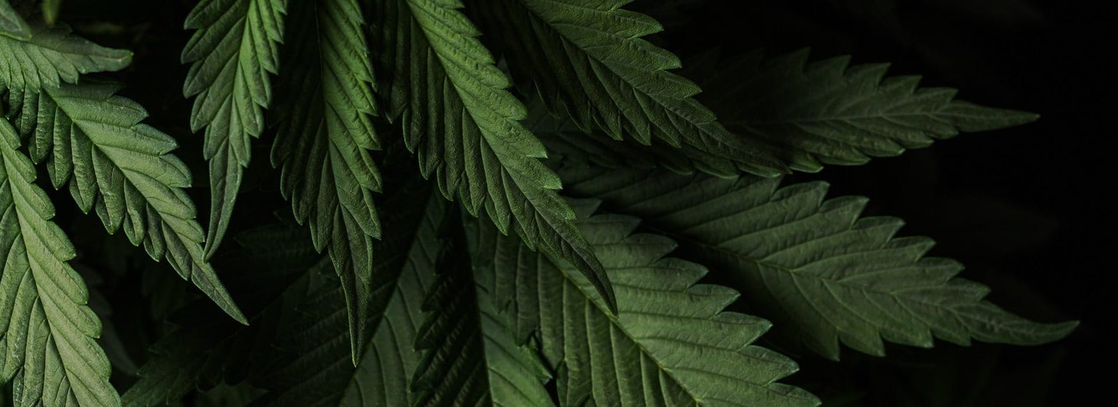 medical marijuana page title