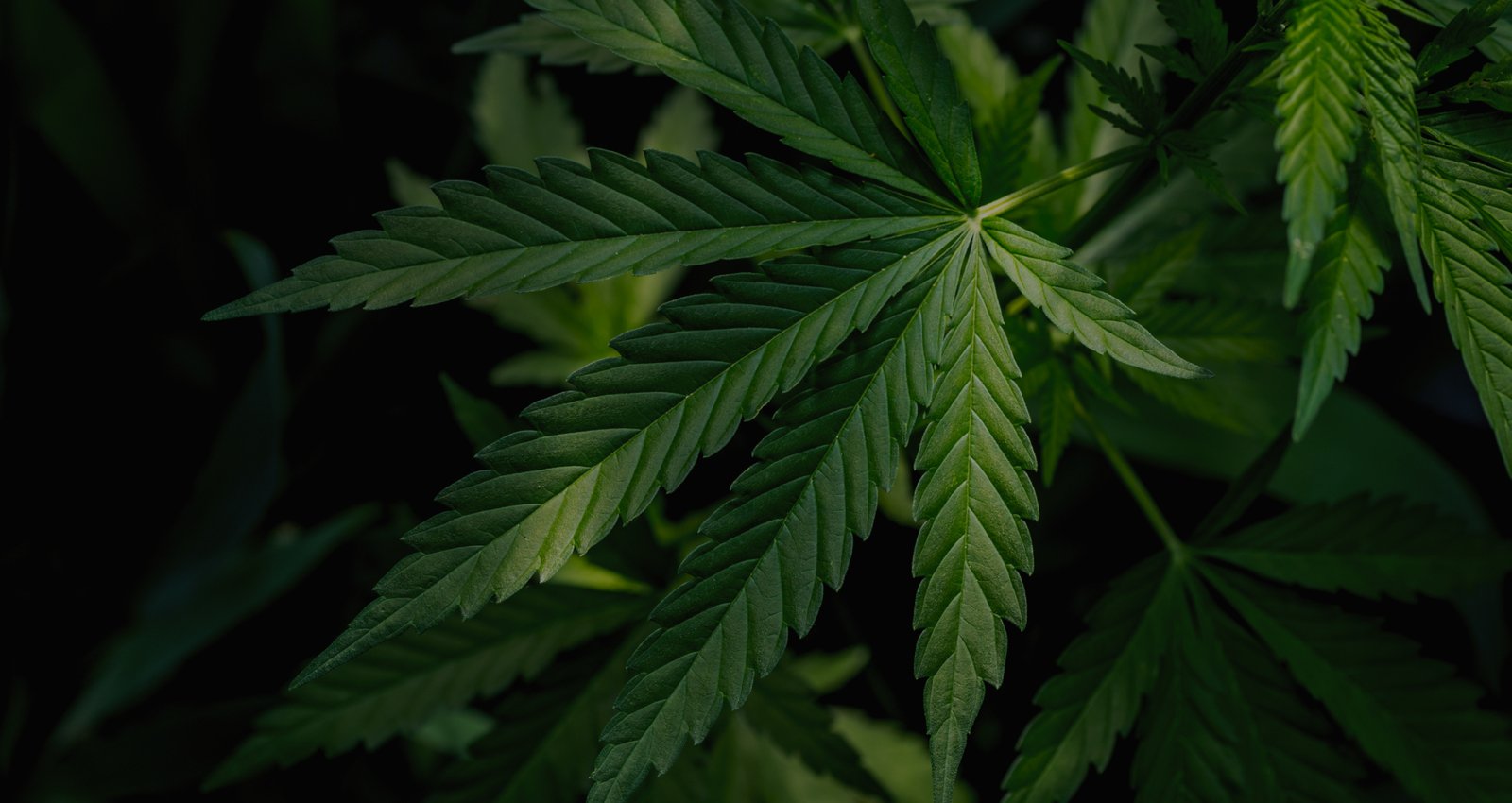medical marijuana slide 1
