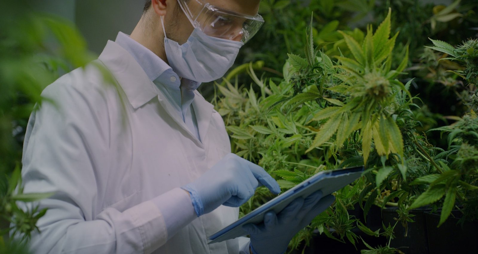 medical marijuana slide 2