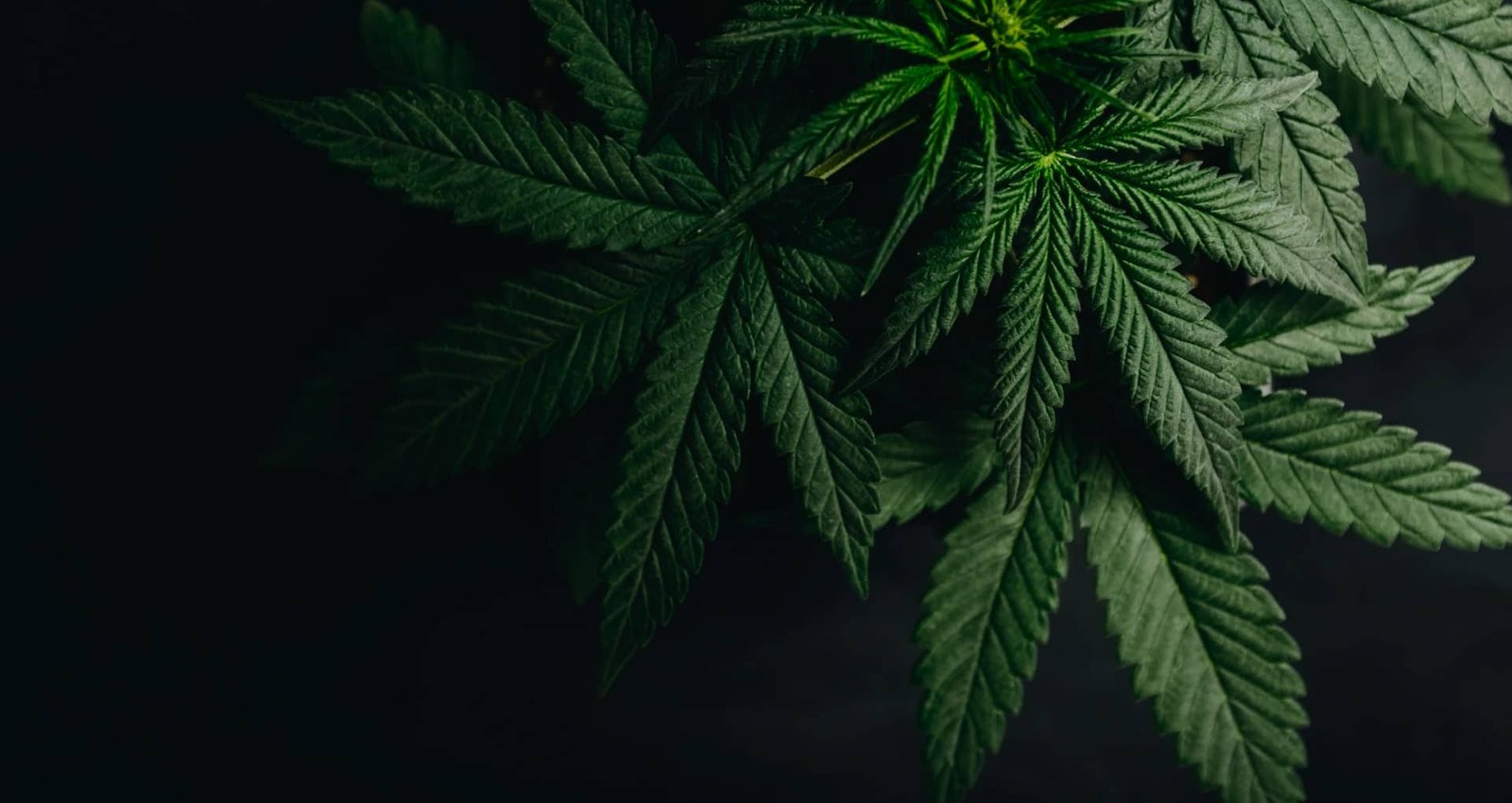 medical marijuana slide 3
