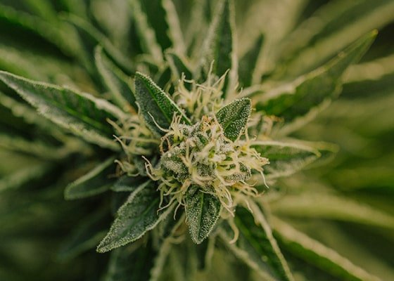 medical marijuana video